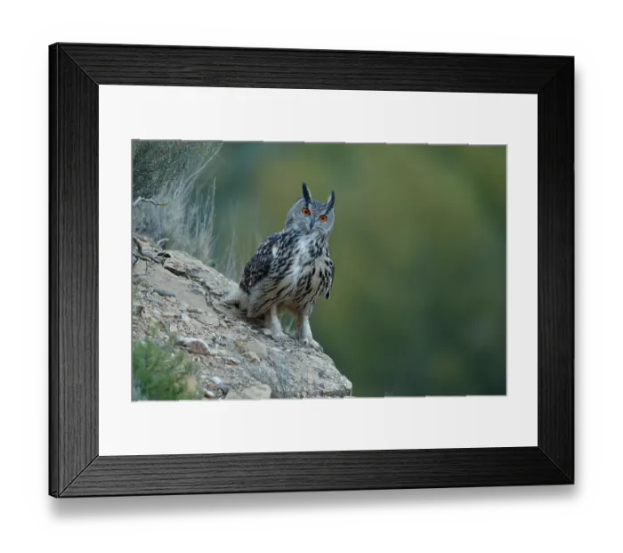 Framed Print : Eagle owl (Bubo bubo) perched on a rock at dusk, La Rioja, Spain. December Framed Print : Eagle owl (Bubo bubo) perched on a rock at dusk, La Rioja, Spain. December