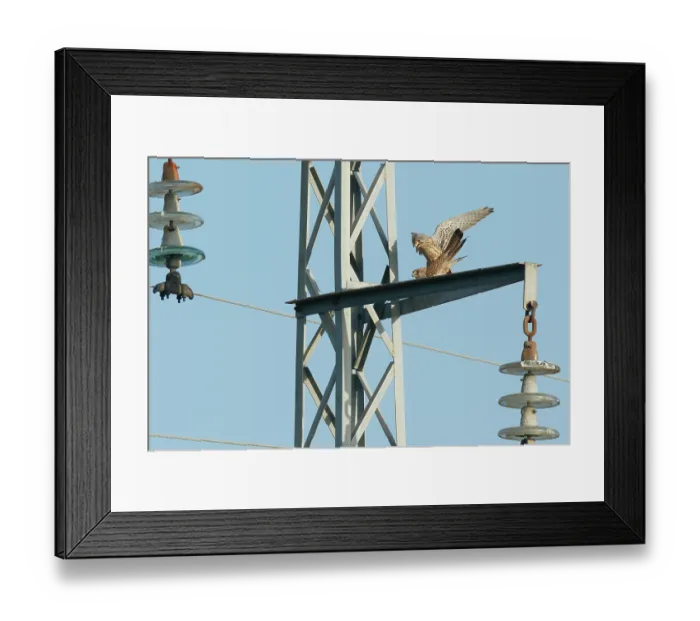 Framed Print : Kestrels (Falco tinnunculus) pair, mating on an electricity pylon. Ciudad Real, Spain. April Framed Print : Kestrels (Falco tinnunculus) pair, mating on an electricity pylon. Ciudad Real, Spain. April