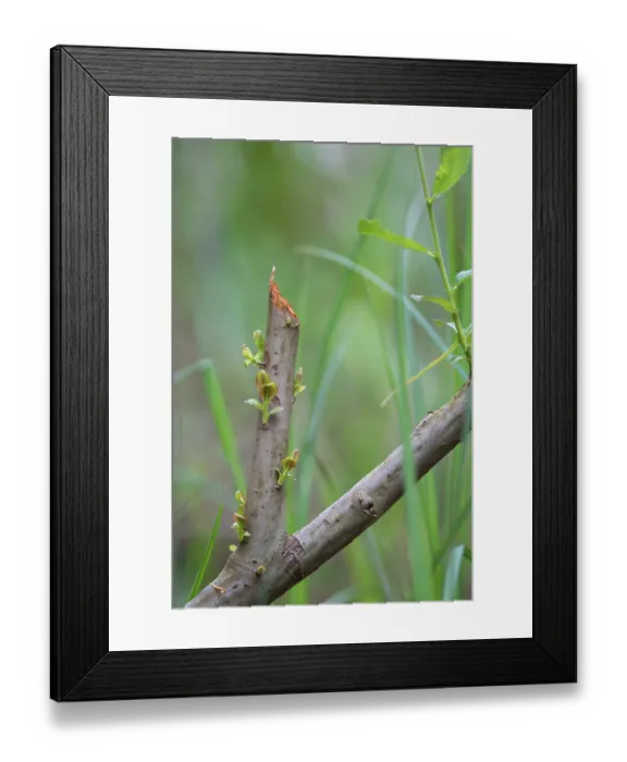 Framed Print : Young shoots developing from the buds of a tree gnawed by a European beaver (Castor fiber), River Rhone, Alps, France. April Framed Print : Young shoots developing from the buds of a tree gnawed by a European beaver (Castor fiber), River Rhone, Alps, France. April