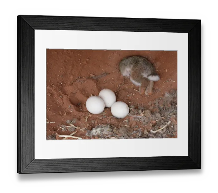 Framed Print : Eagle owl (Bubo bubo) nest with eggs and dead rabbit prey, La Rioja, Spain. February Framed Print : Eagle owl (Bubo bubo) nest with eggs and dead rabbit prey, La Rioja, Spain. February