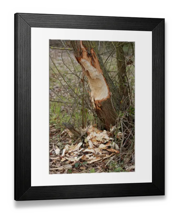 Framed Print : Tree trunk gnawed by a European beaver (Castor fiber), La Rioja, Spain. March Framed Print : Tree trunk gnawed by a European beaver (Castor fiber), La Rioja, Spain. March