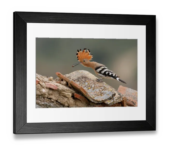Framed Print : Hoopoe (Upupa epops) nesting in ruins of an old house, La Rioja, Spain. April Framed Print : Hoopoe (Upupa epops) nesting in ruins of an old house, La Rioja, Spain. April
