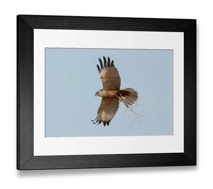 Framed Print : Marsh harrier (Circus aeruginosus) male, in flight carrying material to nest, La Rioja, Spain. March