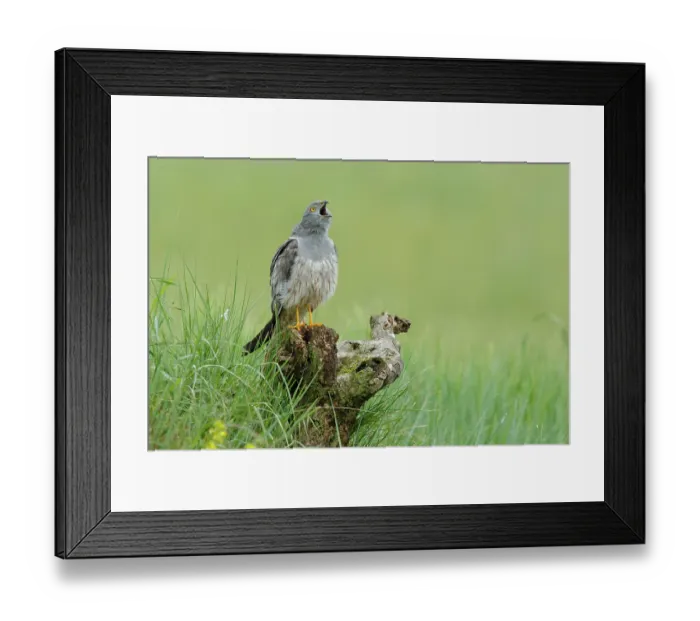 Framed Print : Montagu's harrier (Circus pygargus) male, perched on tree stump, calling, La Rioja, Spain. June Framed Print : Montagu's harrier (Circus pygargus) male, perched on tree stump, calling, La Rioja, Spain. June