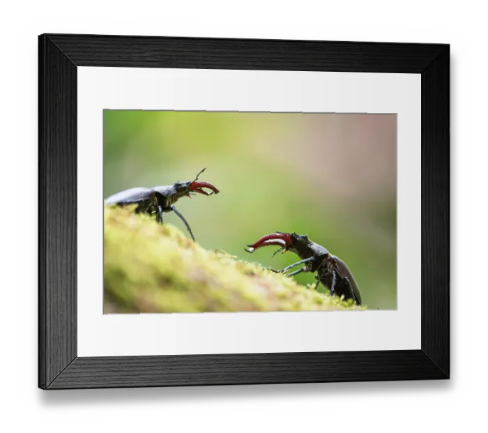 Framed Print : Two European stag beetle (Lucanus cervus) males in a confrontation during the breeding season, Alps, Isere, France. June Framed Print : Two European stag beetle (Lucanus cervus) males in a confrontation during the breeding season, Alps, Isere, France. June