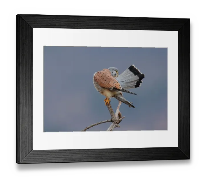 Framed Print : Kestrel (Falco tinnunculus) male, perched on branch preening, La Rioja, Spain. January Framed Print : Kestrel (Falco tinnunculus) male, perched on branch preening, La Rioja, Spain. January