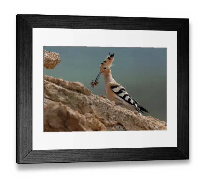 Framed Print : Hoopoe (Upupa epops) carrying spider prey in beak to feed chicks at nest, La Rioja, Spain. April Framed Print : Hoopoe (Upupa epops) carrying spider prey in beak to feed chicks at nest, La Rioja, Spain. April