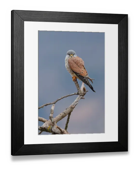 Framed Print : Kestrel (Falco tinnunculus) male, perched on branch, La Rioja, Spain. January Framed Print : Kestrel (Falco tinnunculus) male, perched on branch, La Rioja, Spain. January