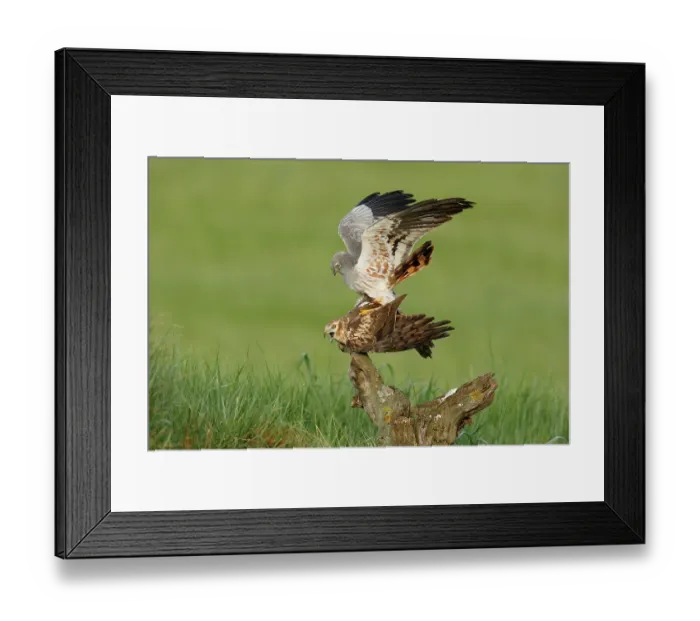 Framed Print : Montagu's harriers (Circus pygargus) pair mating, La Rioja, Spain. May Framed Print : Montagu's harriers (Circus pygargus) pair mating, La Rioja, Spain. May