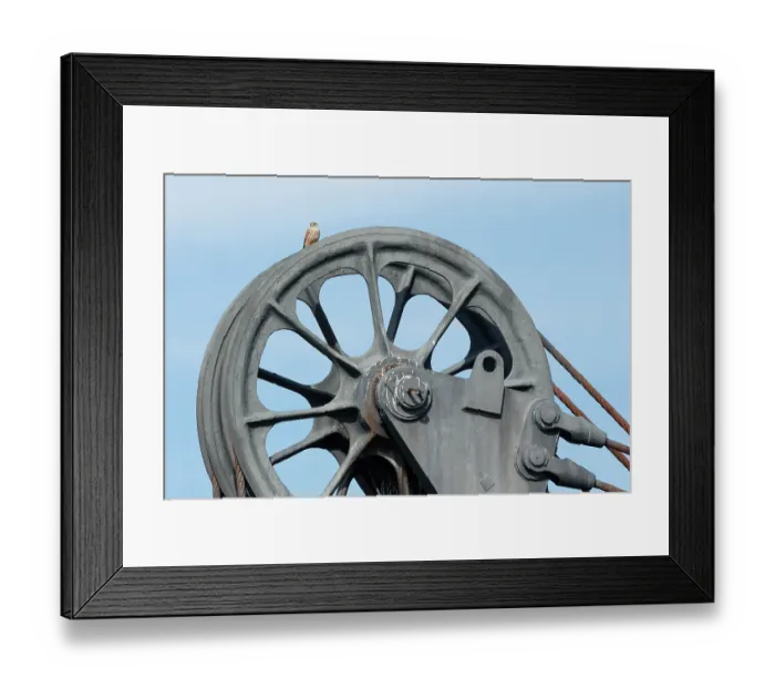 Framed Print : Kestrel (Falco tinnunculus) male, nesting on old mine machinery, Ciudad Real, Spain. April Framed Print : Kestrel (Falco tinnunculus) male, nesting on old mine machinery, Ciudad Real, Spain. April