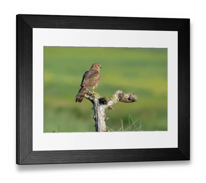 Framed Print : Montagu's harrier (Circus pygargus) female, perched on tree stump, La Rioja, Spain. May Framed Print : Montagu's harrier (Circus pygargus) female, perched on tree stump, La Rioja, Spain. May