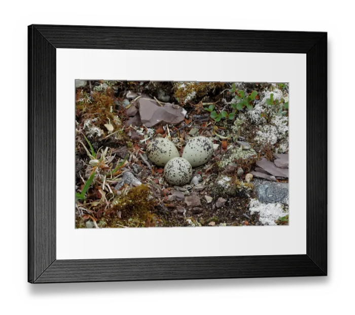 Framed Print : Ringed plover (Charadrius hiaticula) nest with eggs, Varanger, Norway. July Framed Print : Ringed plover (Charadrius hiaticula) nest with eggs, Varanger, Norway. July