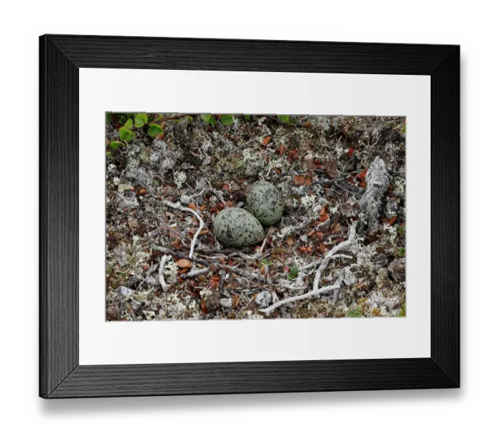 Framed Print : Arctic tern (Sterna paradisaea) nest with eggs, Varanger, Norway. June