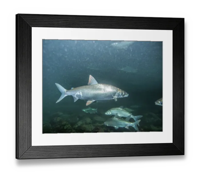 Framed Print : European whitefish (Coregonus lavaretus) gathering for reproduction in the winter, Aiguebelette Lake, Alps, Savoie, France. December Framed Print : European whitefish (Coregonus lavaretus) gathering for reproduction in the winter, Aiguebelette Lake, Alps, Savoie, France. December