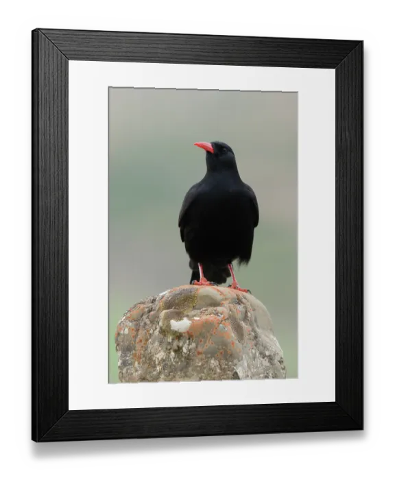 Framed Print : Red-billed chough (Pyrrhocorax pyrrhocorax) portrait, Navarre, Spain. April Framed Print : Red-billed chough (Pyrrhocorax pyrrhocorax) portrait, Navarre, Spain. April