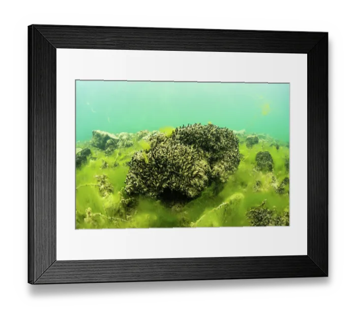 Framed Print : Quagga mussel (Dreissena bugensis) on the bottom of Lake Bourget, Alps, Savoie, France. April Framed Print : Quagga mussel (Dreissena bugensis) on the bottom of Lake Bourget, Alps, Savoie, France. April