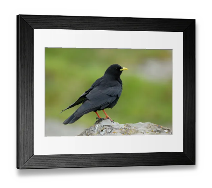 Framed Print : Alpine chough (Pyrrhocorax graculus) portrait, Pyrenees, Spain. January Framed Print : Alpine chough (Pyrrhocorax graculus) portrait, Pyrenees, Spain. January