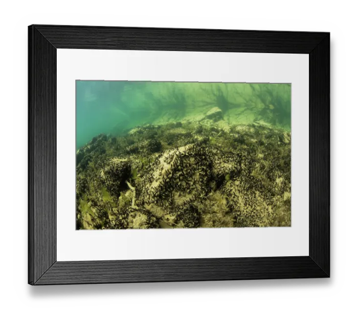 Framed Print : Quagga mussel (Dreissena bugensis) on the bottom of Lake Bourget, Alps, Savoie, France. April Framed Print : Quagga mussel (Dreissena bugensis) on the bottom of Lake Bourget, Alps, Savoie, France. April
