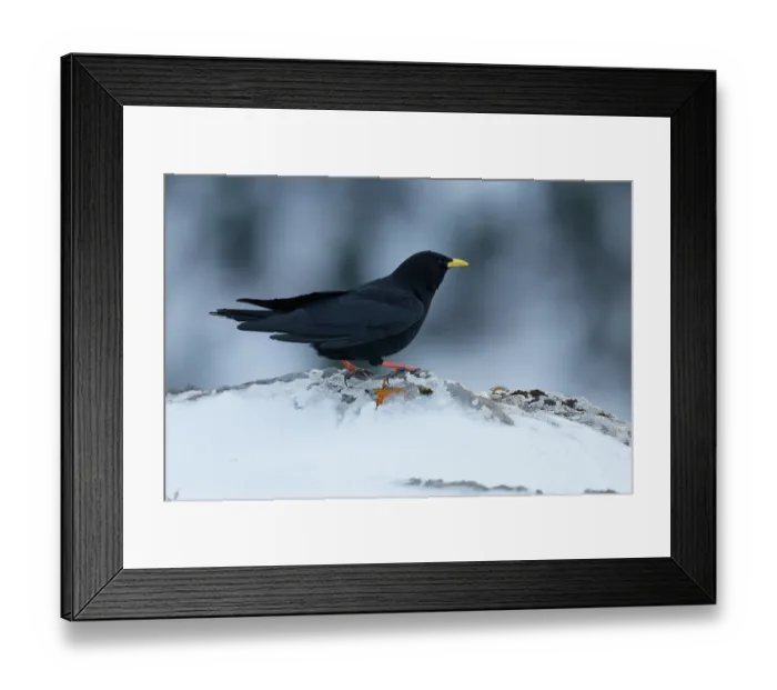 Framed Print : Alpine chough (Pyrrhocorax graculus) portrait, Pyrenees, Spain. January Framed Print : Alpine chough (Pyrrhocorax graculus) portrait, Pyrenees, Spain. January