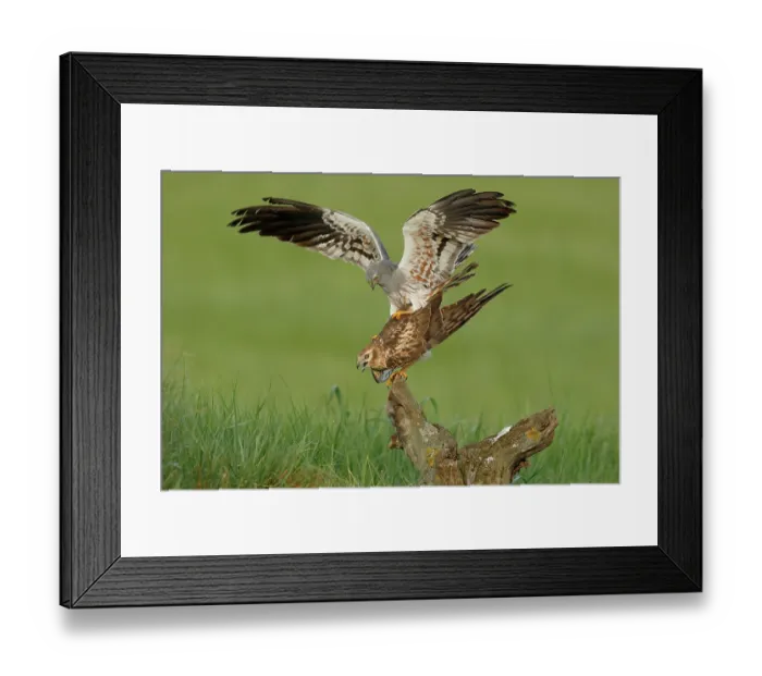 Framed Print : Montagu's harriers (Circus pygargus) pair mating, La Rioja, Spain. May Framed Print : Montagu's harriers (Circus pygargus) pair mating, La Rioja, Spain. May