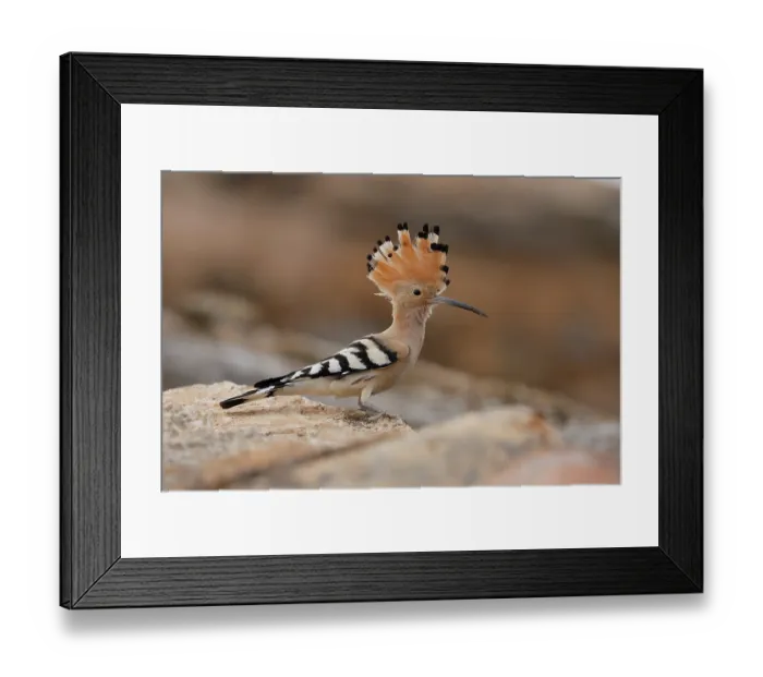 Framed Print : Hoopoe (Upupa epops) portrait, La Rioja, Spain. May Framed Print : Hoopoe (Upupa epops) portrait, La Rioja, Spain. May