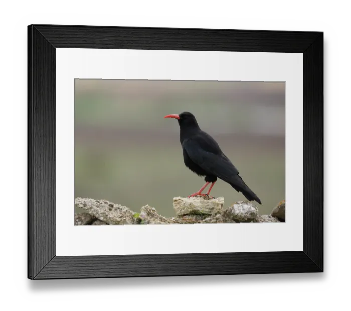 Framed Print : Red-billed chough (Pyrrhocorax pyrrhocorax) portrait, Navarre, Spain. April Framed Print : Red-billed chough (Pyrrhocorax pyrrhocorax) portrait, Navarre, Spain. April
