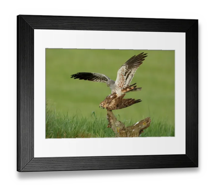 Framed Print : Montagu's harriers (Circus pygargus) pair mating, La Rioja, Spain. May Framed Print : Montagu's harriers (Circus pygargus) pair mating, La Rioja, Spain. May