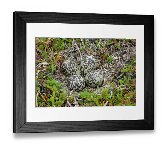 Framed Print : Golden plover (Pluvialis apricaria) nest with eggs, Varanger, Norway. July