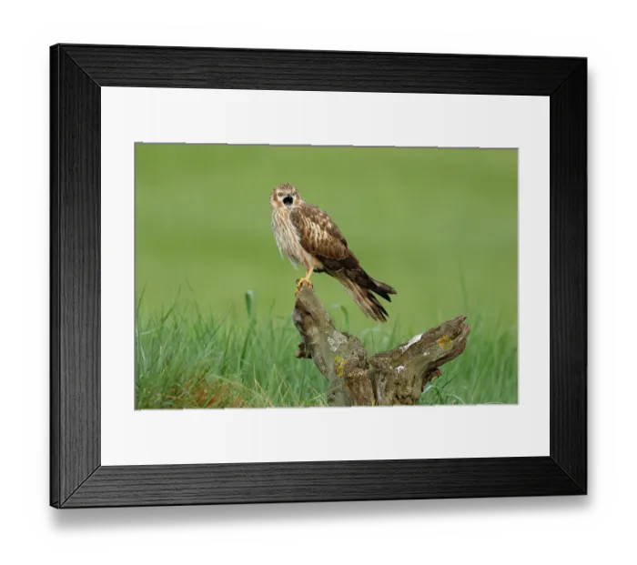 Framed Print : Montagu's harrier (Circus pygargus) female, perched on tree stump calling, La Rioja, Spain. May Framed Print : Montagu's harrier (Circus pygargus) female, perched on tree stump calling, La Rioja, Spain. May