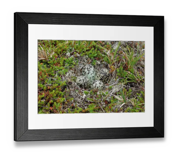 Framed Print : Golden plover (Pluvialis apricaria) nest with eggs, Varanger, Norway. July Framed Print : Golden plover (Pluvialis apricaria) nest with eggs, Varanger, Norway. July