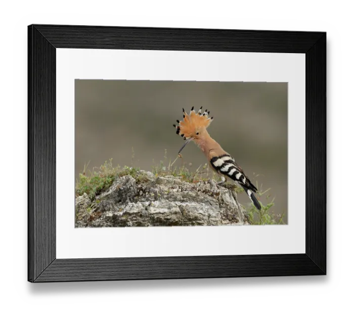 Framed Print : Hoopoe (Upupa epops) portrait, La Rioja, Spain. June Framed Print : Hoopoe (Upupa epops) portrait, La Rioja, Spain. June