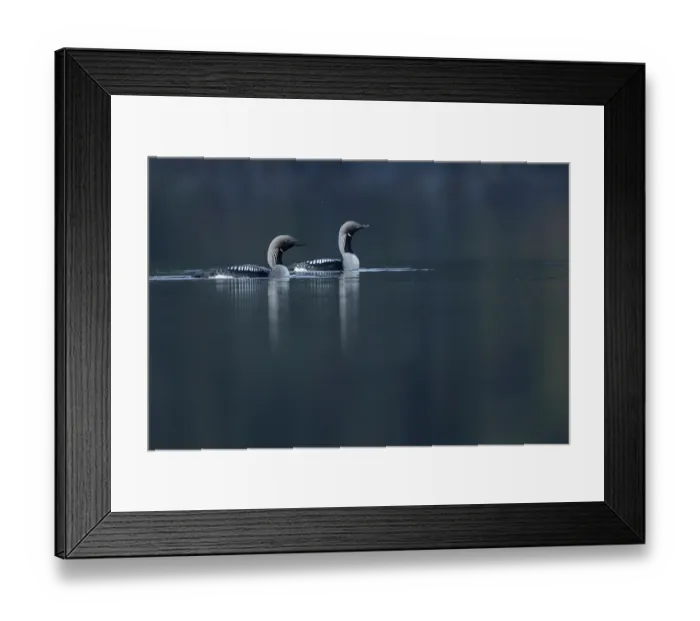 Framed Print : Black-throated divers (Gavia arctica) pair on water in breeding season, Varanger, Norway. June Framed Print : Black-throated divers (Gavia arctica) pair on water in breeding season, Varanger, Norway. June