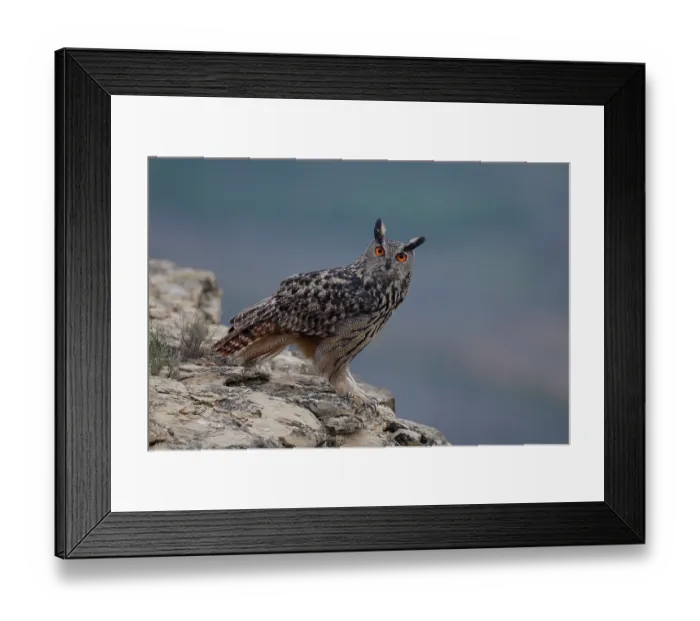Framed Print : Eagle owl (Bubo bubo) perched on a rock at dusk, La Rioja, Spain. December Framed Print : Eagle owl (Bubo bubo) perched on a rock at dusk, La Rioja, Spain. December