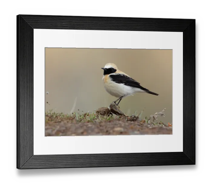 Framed Print : Black-eared wheatear (Oenanthe hispanica) male, portrait, Ciudad Real, Spain. April Framed Print : Black-eared wheatear (Oenanthe hispanica) male, portrait, Ciudad Real, Spain. April
