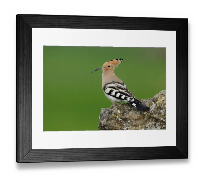 Framed Print : Hoopoe (Upupa epops) portrait, Navarre, Spain. March Framed Print : Hoopoe (Upupa epops) portrait, Navarre, Spain. March