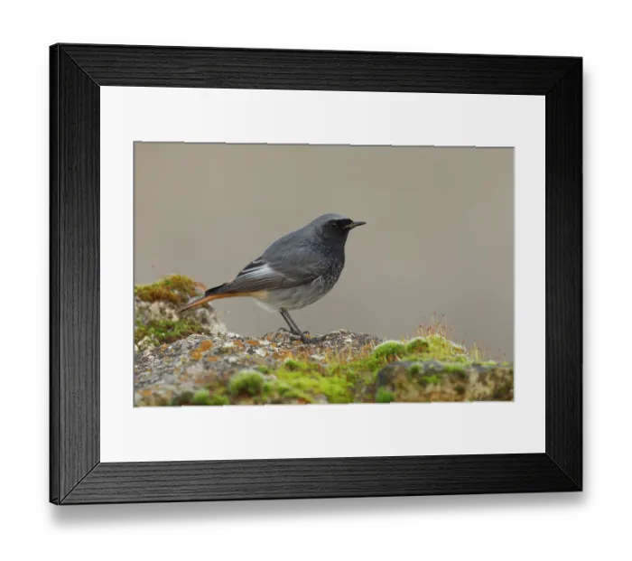 Framed Print : Black redstart (Phoenicurus ochruros) male, portrait, Ciudad Real, Spain. December Framed Print : Black redstart (Phoenicurus ochruros) male, portrait, Ciudad Real, Spain. December