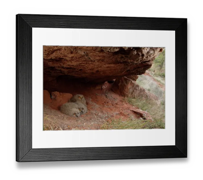 Framed Print : Eagle owl (Bubo bubo) chicks at nest, La Rioja, Spain. April Framed Print : Eagle owl (Bubo bubo) chicks at nest, La Rioja, Spain. April