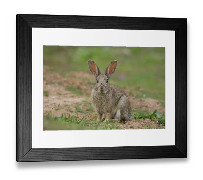 Framed Print : Rabbit (Oryctolagus cuniculus) portrait, La Rioja, Spain. April Framed Print : Rabbit (Oryctolagus cuniculus) portrait, La Rioja, Spain. April