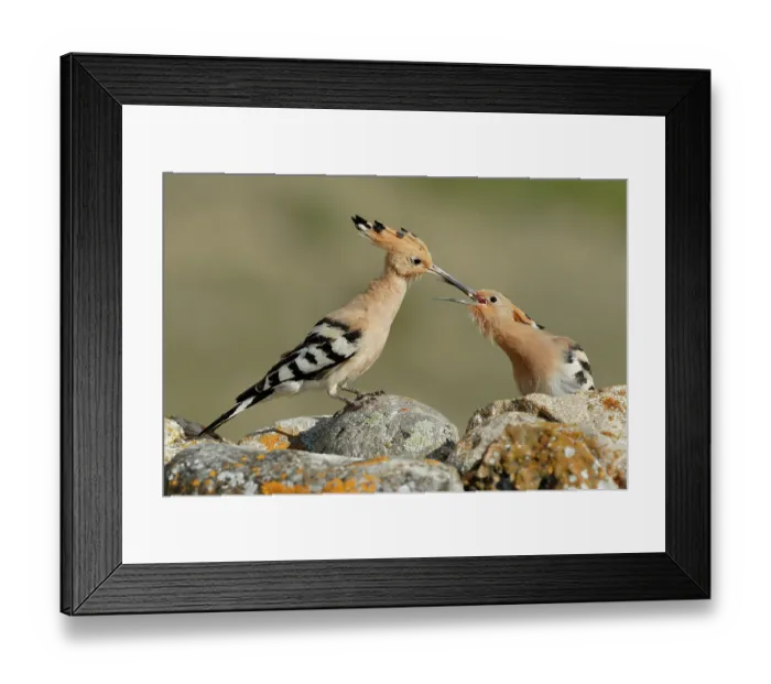 Framed Print : Hoopoe (Upupa epops) feeding a fledgling chick, La Rioja, Spain. May Framed Print : Hoopoe (Upupa epops) feeding a fledgling chick, La Rioja, Spain. May