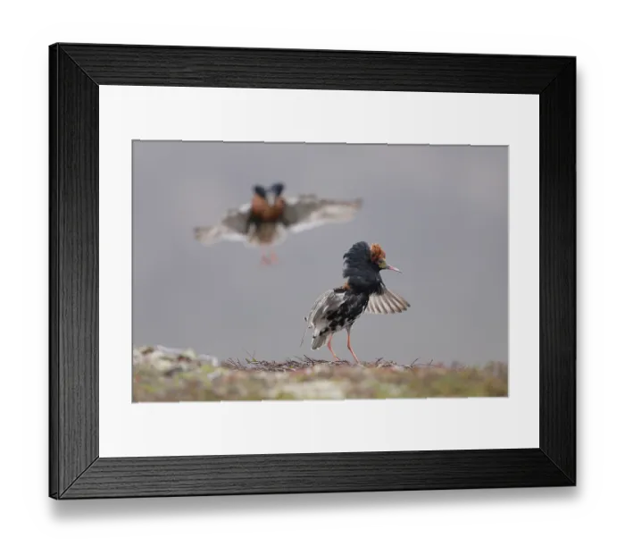 Framed Print : Two Ruff (Calidris pugnax) males, displaying at lekking site, Varanger, Norway. June Framed Print : Two Ruff (Calidris pugnax) males, displaying at lekking site, Varanger, Norway. June