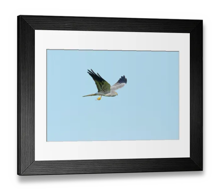 Framed Print : Montagu's harrier (Circus pygargus) male, in flight carrying mouse prey to feed chicks, La Rioja, Spain. May Framed Print : Montagu's harrier (Circus pygargus) male, in flight carrying mouse prey to feed chicks, La Rioja, Spain. May