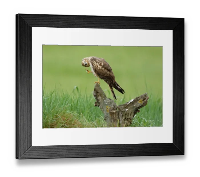 Framed Print : Montagu's harrier (Circus pygargus) female, perched on tree stump preening, La Rioja, Spain. May Framed Print : Montagu's harrier (Circus pygargus) female, perched on tree stump preening, La Rioja, Spain. May