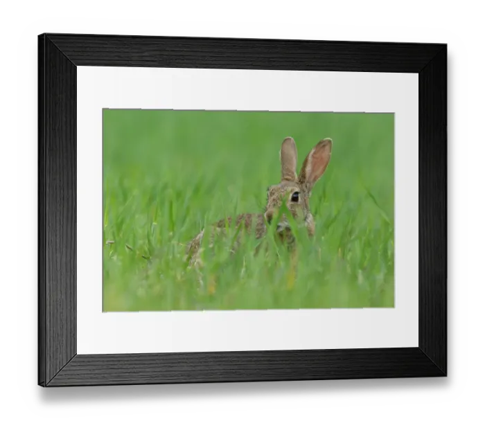 Framed Print : Rabbit (Oryctolagus cuniculus) in grassland, La Rioja, Spain. April Framed Print : Rabbit (Oryctolagus cuniculus) in grassland, La Rioja, Spain. April