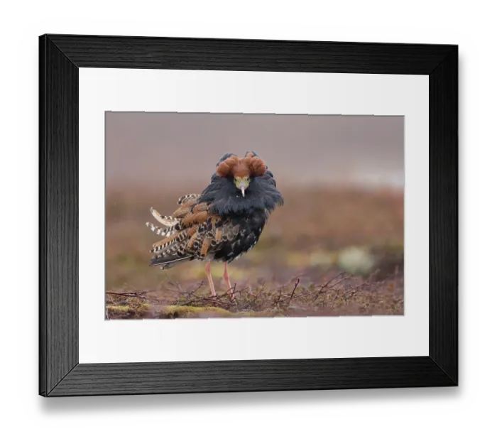 Framed Print : Ruff (Calidris pugnax) male, displaying at lekking site, Varanger, Norway. May Framed Print : Ruff (Calidris pugnax) male, displaying at lekking site, Varanger, Norway. May