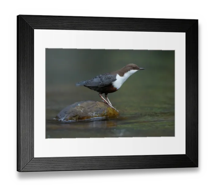 Framed Print : White-throated dipper (Cinclus cinclus) perched on a river stone, La Rioja, Spain. October