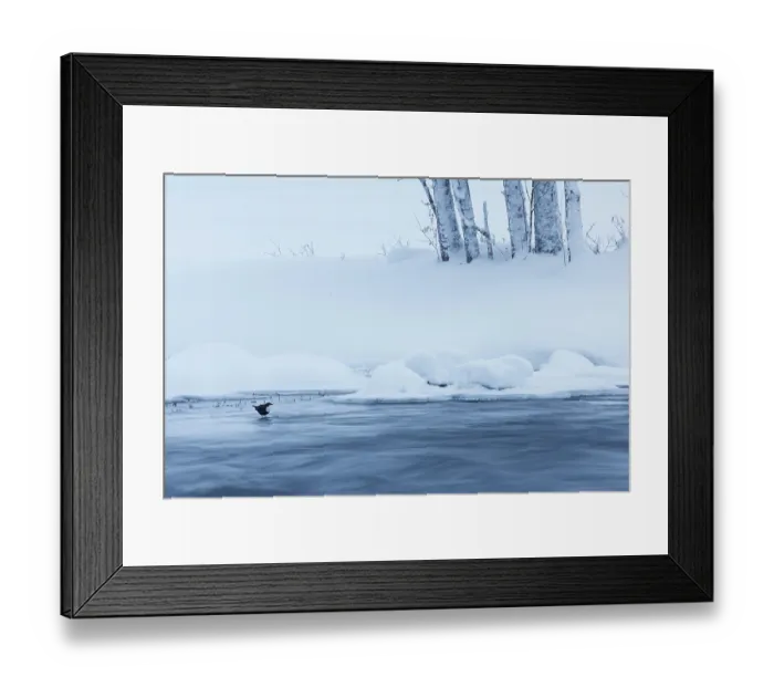 Framed Print : White-throated dipper (Cinclus cinclus) on ice on frozen river, Kuusamo, Finland. January Framed Print : White-throated dipper (Cinclus cinclus) on ice on frozen river, Kuusamo, Finland. January