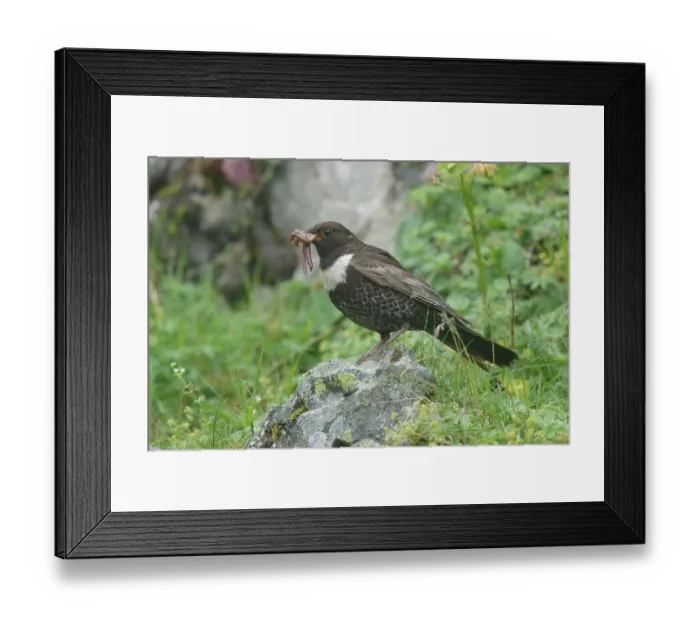Framed Print : Ring ouzel (Turdus torquatus) perched on a rock with earthworms in beak, food for chicks, Pyrenees, Spain. June Framed Print : Ring ouzel (Turdus torquatus) perched on a rock with earthworms in beak, food for chicks, Pyrenees, Spain. June