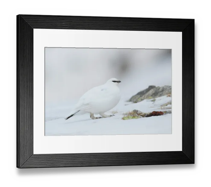 Framed Print : Rock ptarmigan (Lagopus muta) male in winter plumage, on snow, Pyrenees, Spain. April Framed Print : Rock ptarmigan (Lagopus muta) male in winter plumage, on snow, Pyrenees, Spain. April