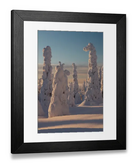 Framed Print : Frozen, snow-covered trees, Riisitunturi National Park, Finland. January, 2024 Framed Print : Frozen, snow-covered trees, Riisitunturi National Park, Finland. January, 2024