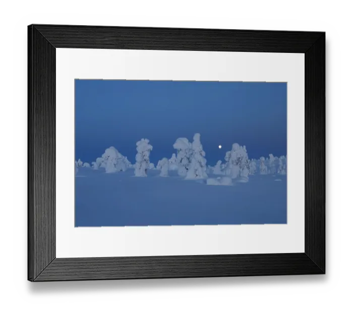 Framed Print : Full moon over frozen, snow-covered trees, Riisitunturi National Park, Finland. January, 2024 Framed Print : Full moon over frozen, snow-covered trees, Riisitunturi National Park, Finland. January, 2024